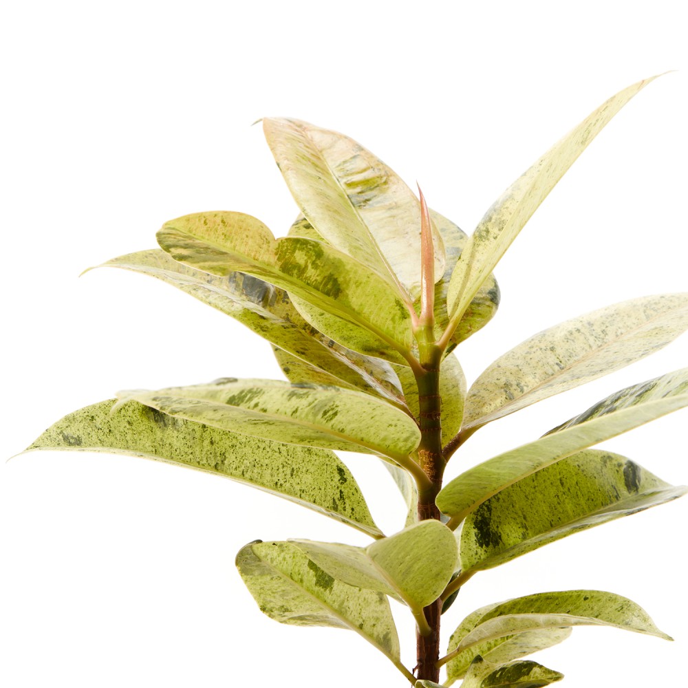 Фикус Шривериана Фикус Шривериана