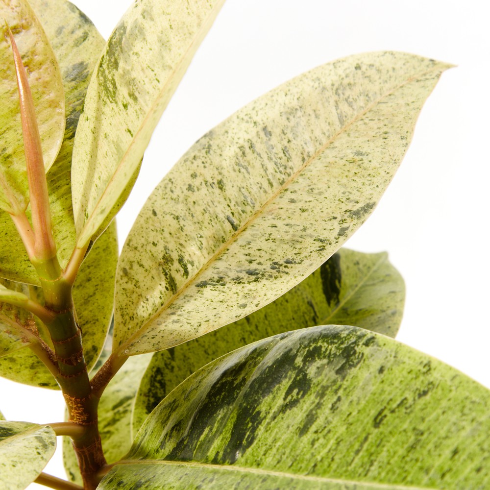 Фикус Шривериана Фикус Шривериана