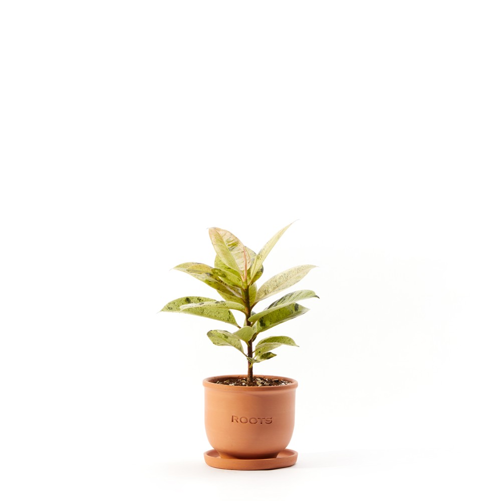 Фикус Шривериана Фикус Шривериана