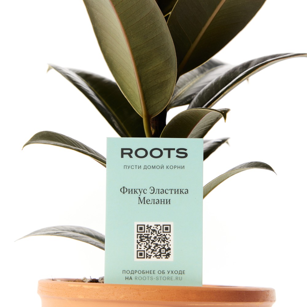 Фикус Эластика Мелани