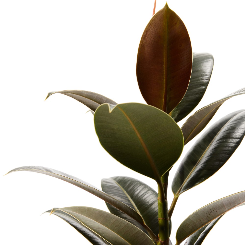 Фикус Эластика Мелани