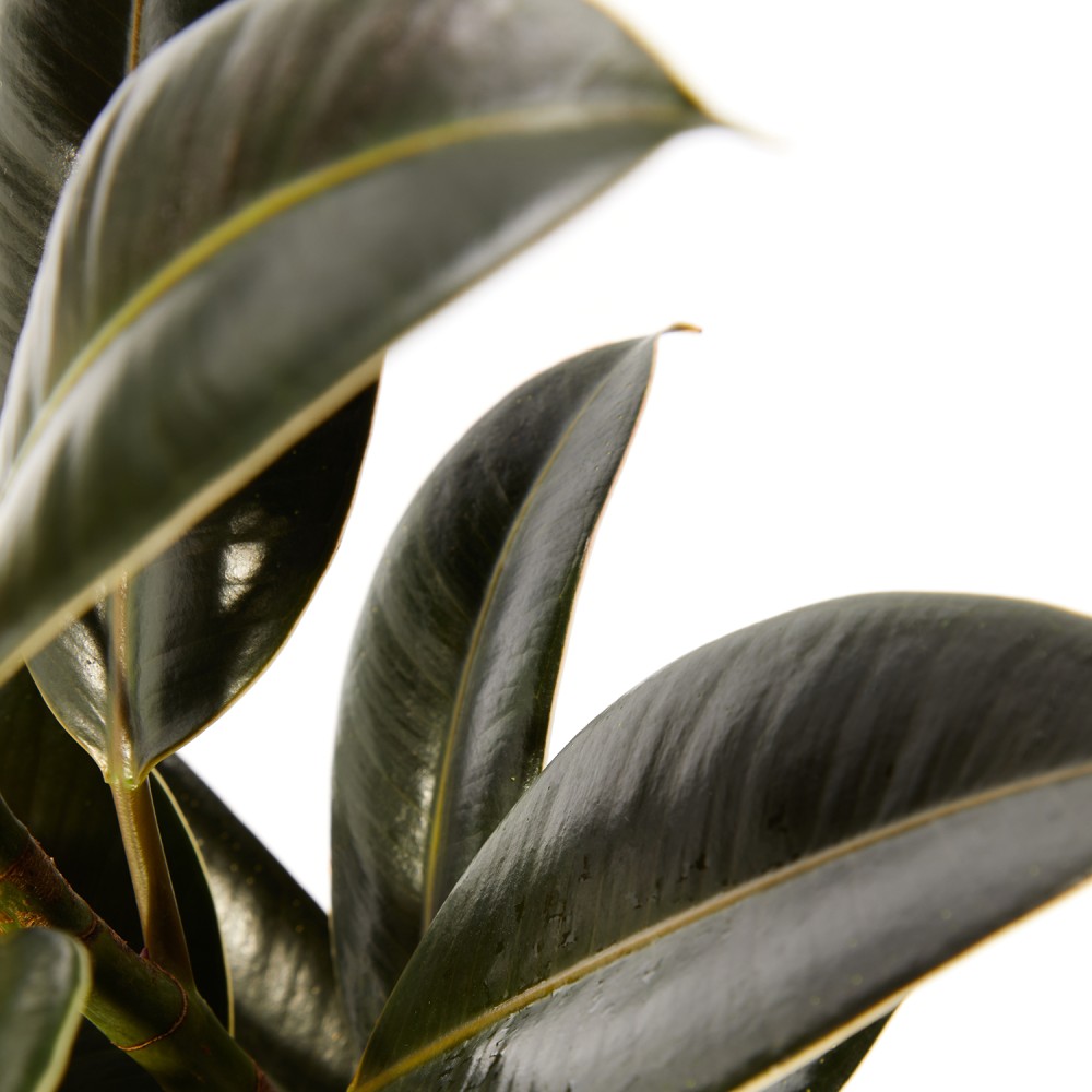 Фикус Эластика Мелани