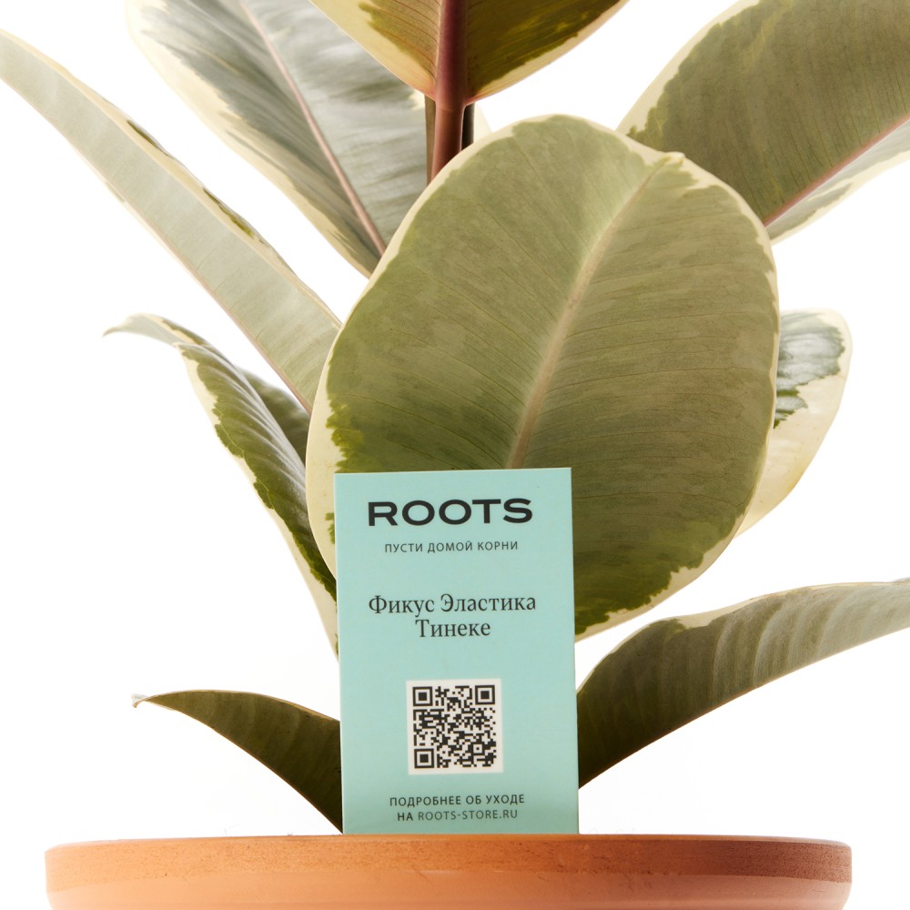 Фикус Эластика Тинеке Фикус Эластика Тинеке