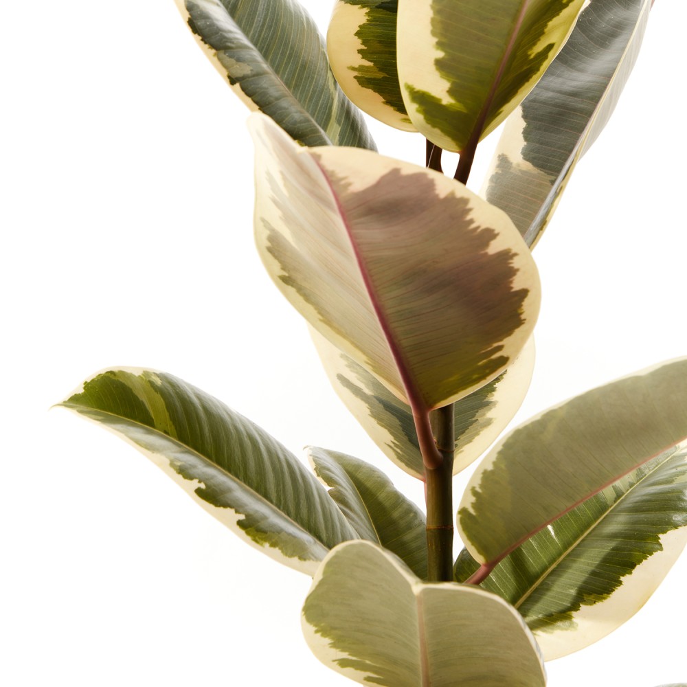 Фикус Эластика Тинеке Фикус Эластика Тинеке