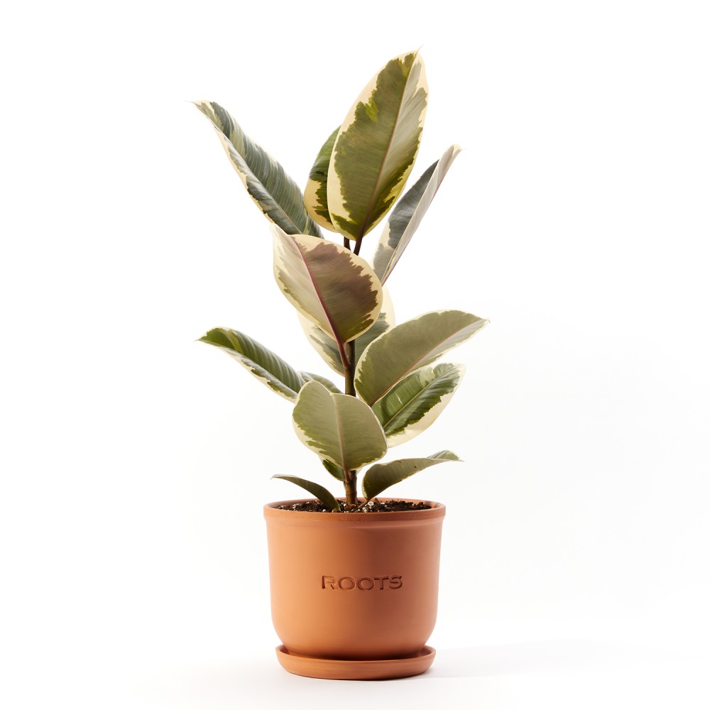 Фикус Эластика Тинеке Фикус Эластика Тинеке