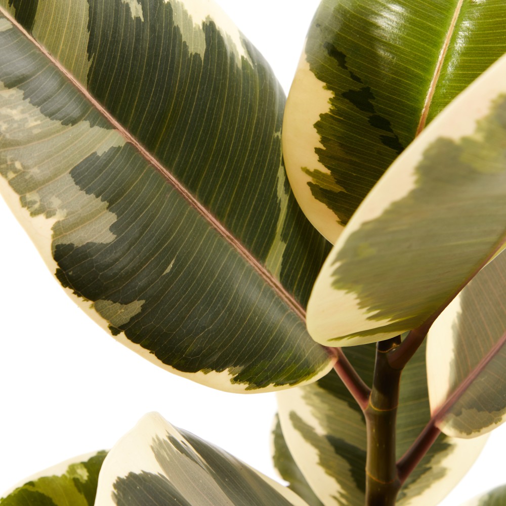 Фикус Эластика Тинеке Фикус Эластика Тинеке