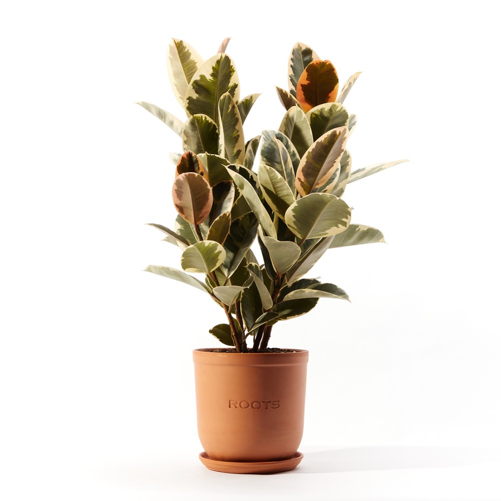 Фикус Эластика Тинеке Фикус Эластика Тинеке