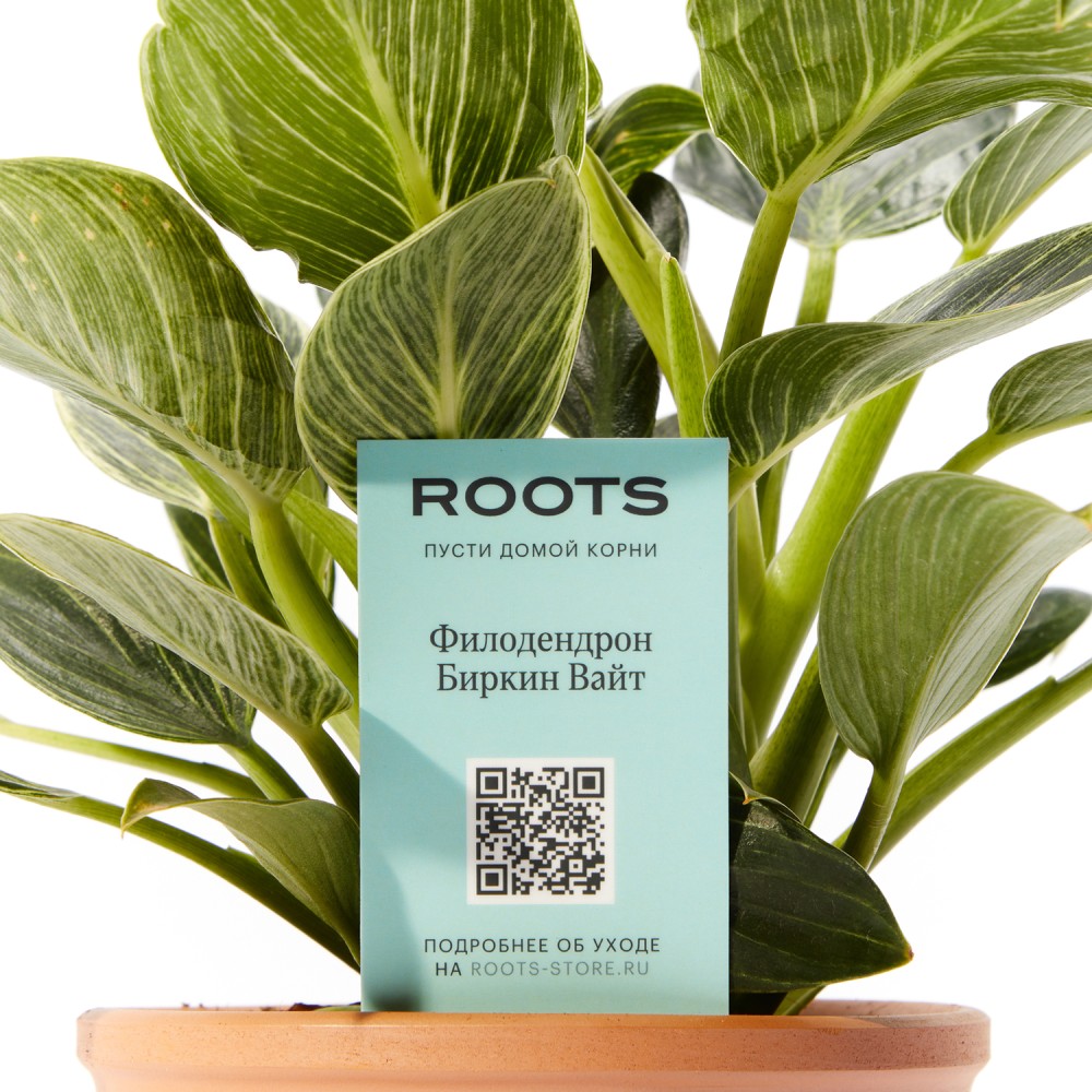 Филодендрон Биркин Вайт Филодендрон Биркин Вайт
