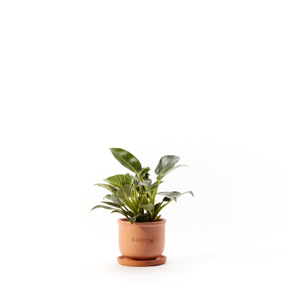 Филодендрон Биркин Вайт Филодендрон Биркин Вайт