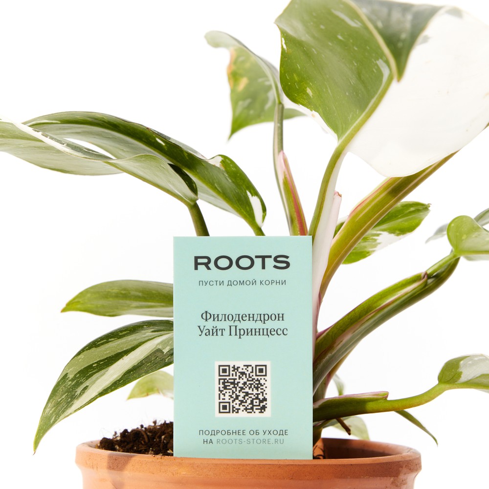 Филодендрон Уайт Принцесс Филодендрон Уайт Принцесс