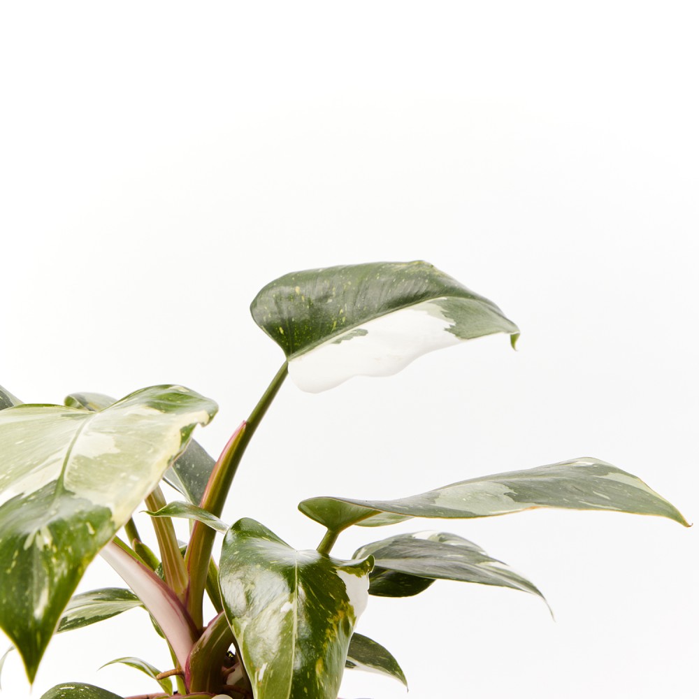 Филодендрон Уайт Принцесс Филодендрон Уайт Принцесс