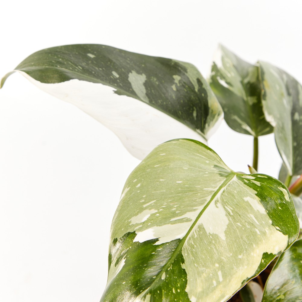 Филодендрон Уайт Принцесс Филодендрон Уайт Принцесс