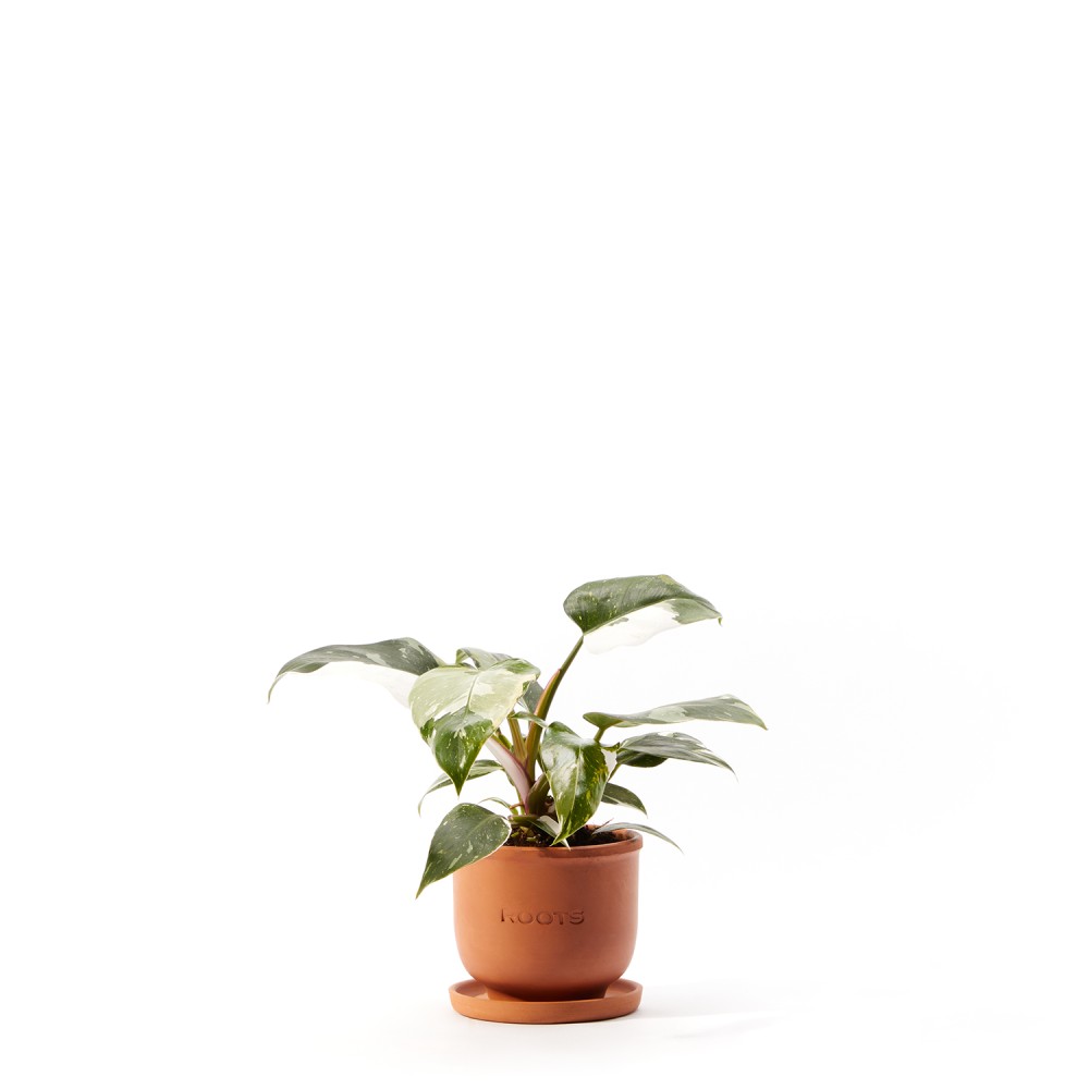 Филодендрон Уайт Принцесс Филодендрон Уайт Принцесс