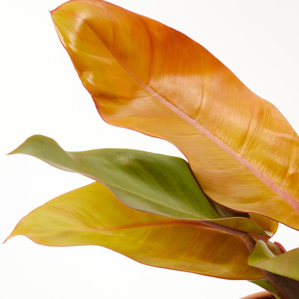 Филодендрон Принц Оранж Филодендрон Принц Оранж