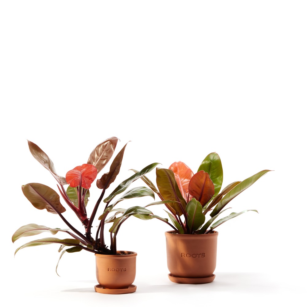 Филодендрон Принц Оранж Филодендрон Принц Оранж