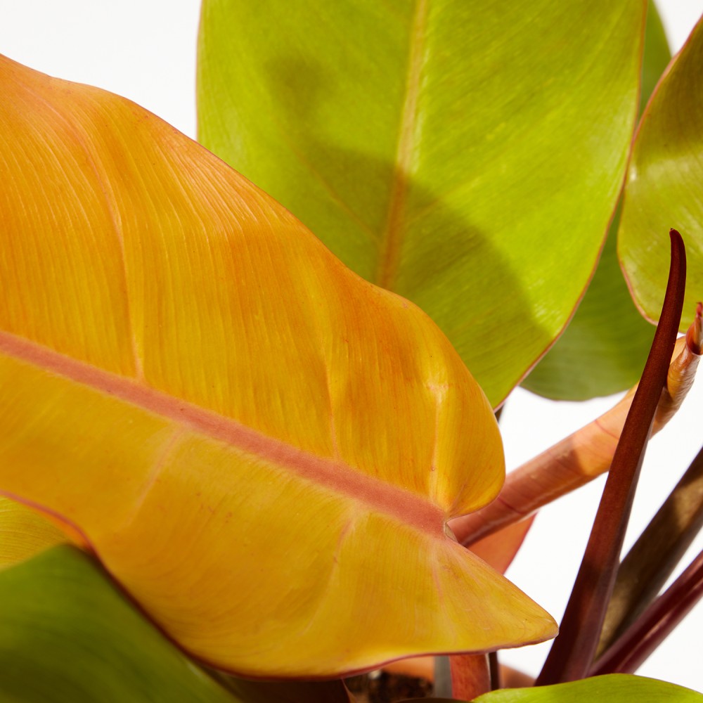 Филодендрон Принц Оранж Филодендрон Принц Оранж