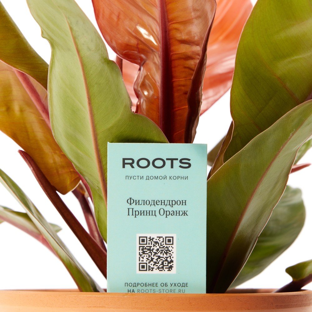 Филодендрон Принц Оранж