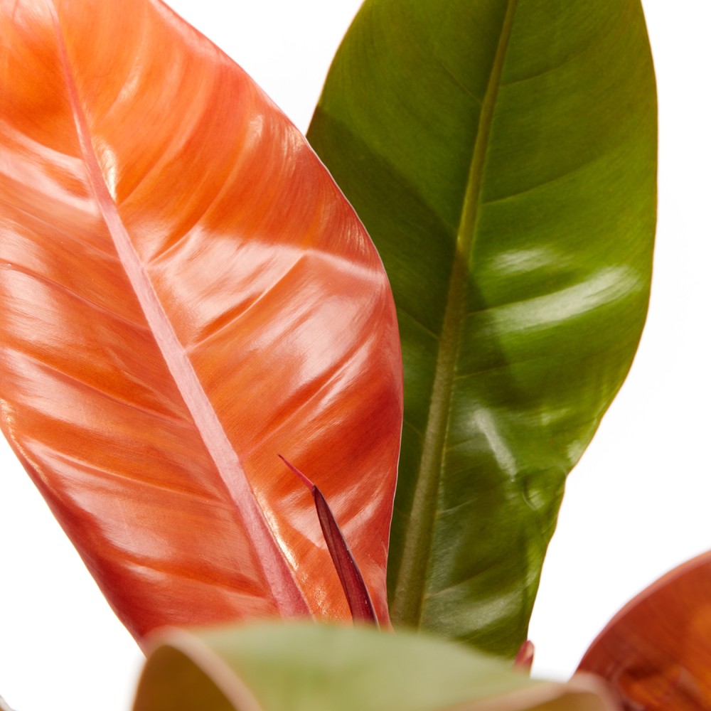 Филодендрон Принц Оранж