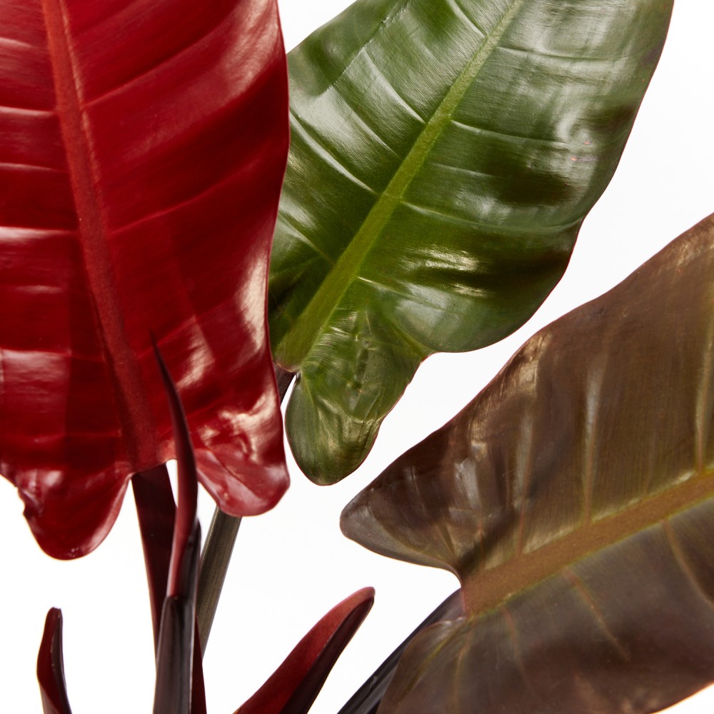 Филодендрон Империал Ред Филодендрон Империал Ред