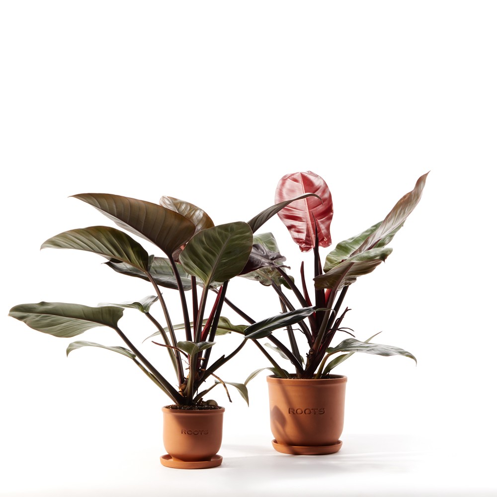 Филодендрон Империал Ред Филодендрон Империал Ред