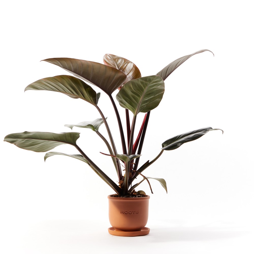 Филодендрон Империал Ред Филодендрон Империал Ред