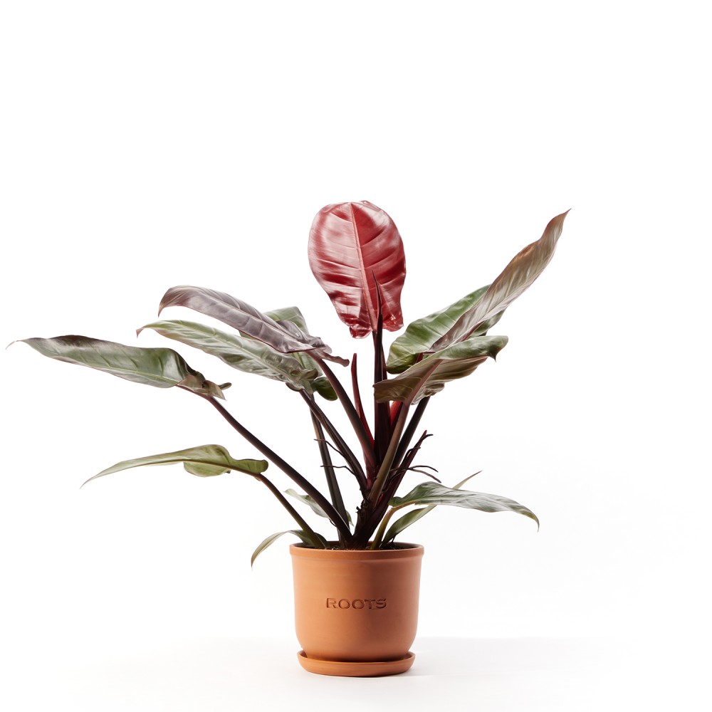 Филодендрон Империал Ред Филодендрон Империал Ред