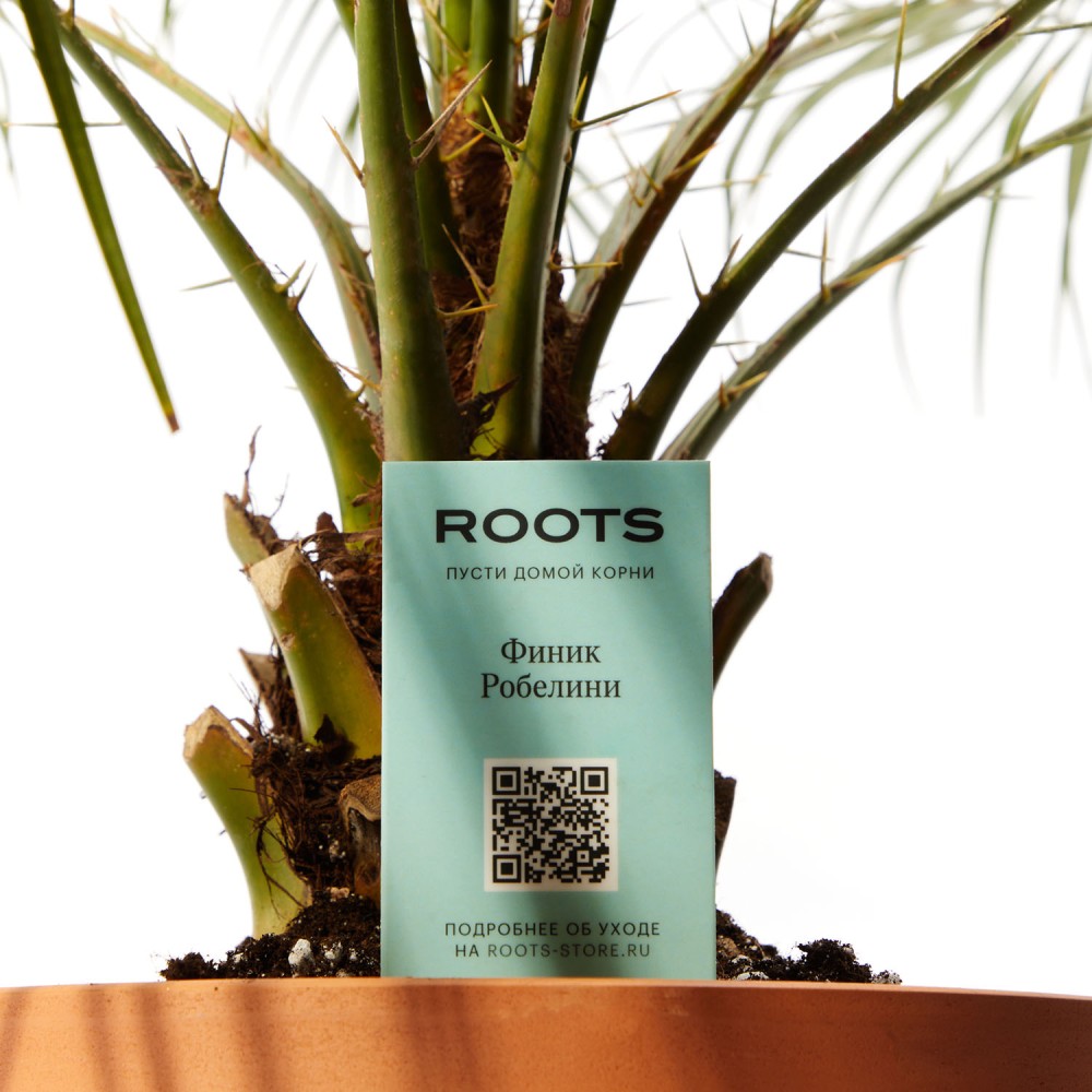 Финик Робелини