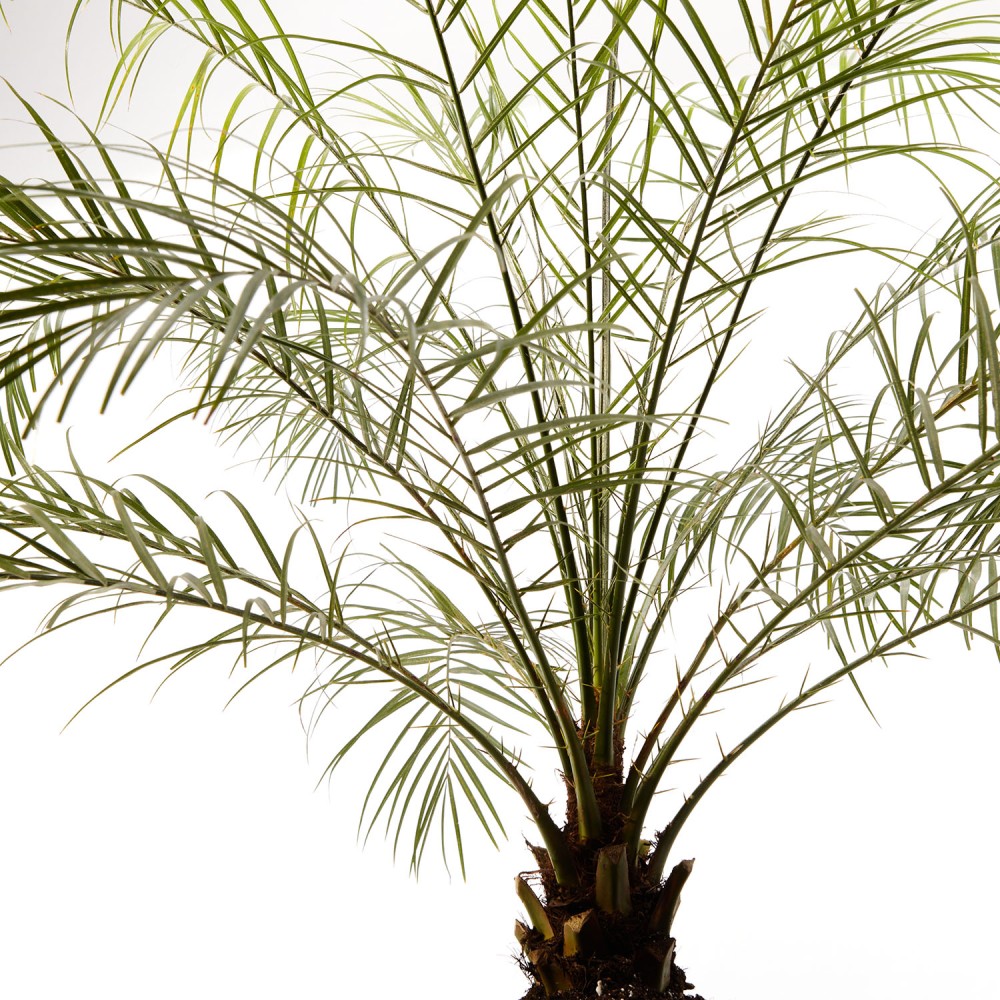 Финик Робелини