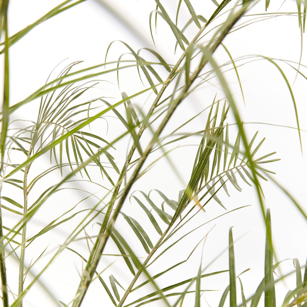 Финик Робелини