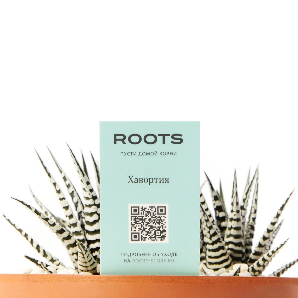 Хавортия Альба