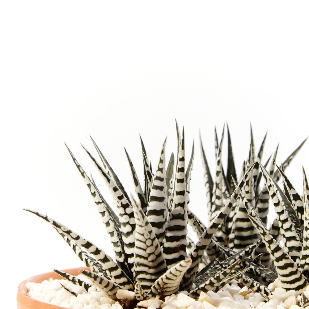 Хавортия Альба