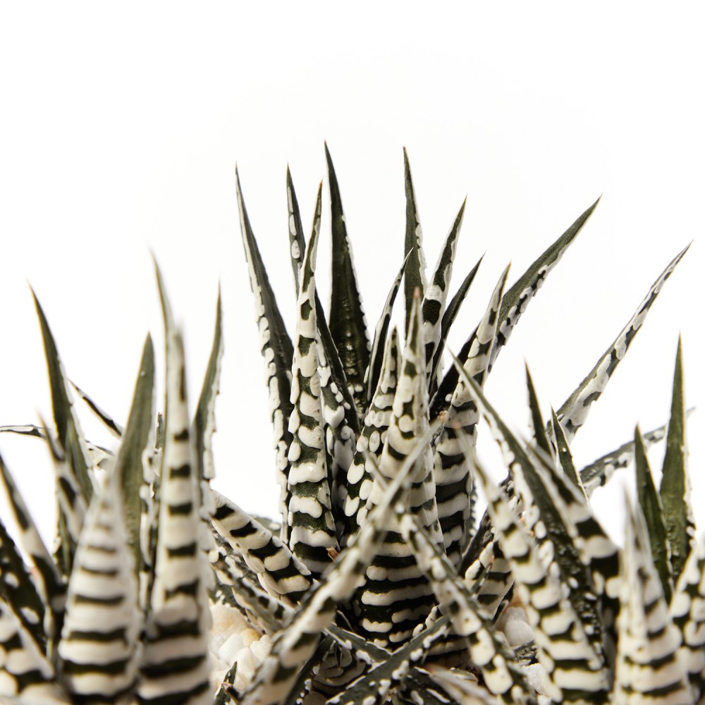 Хавортия Альба