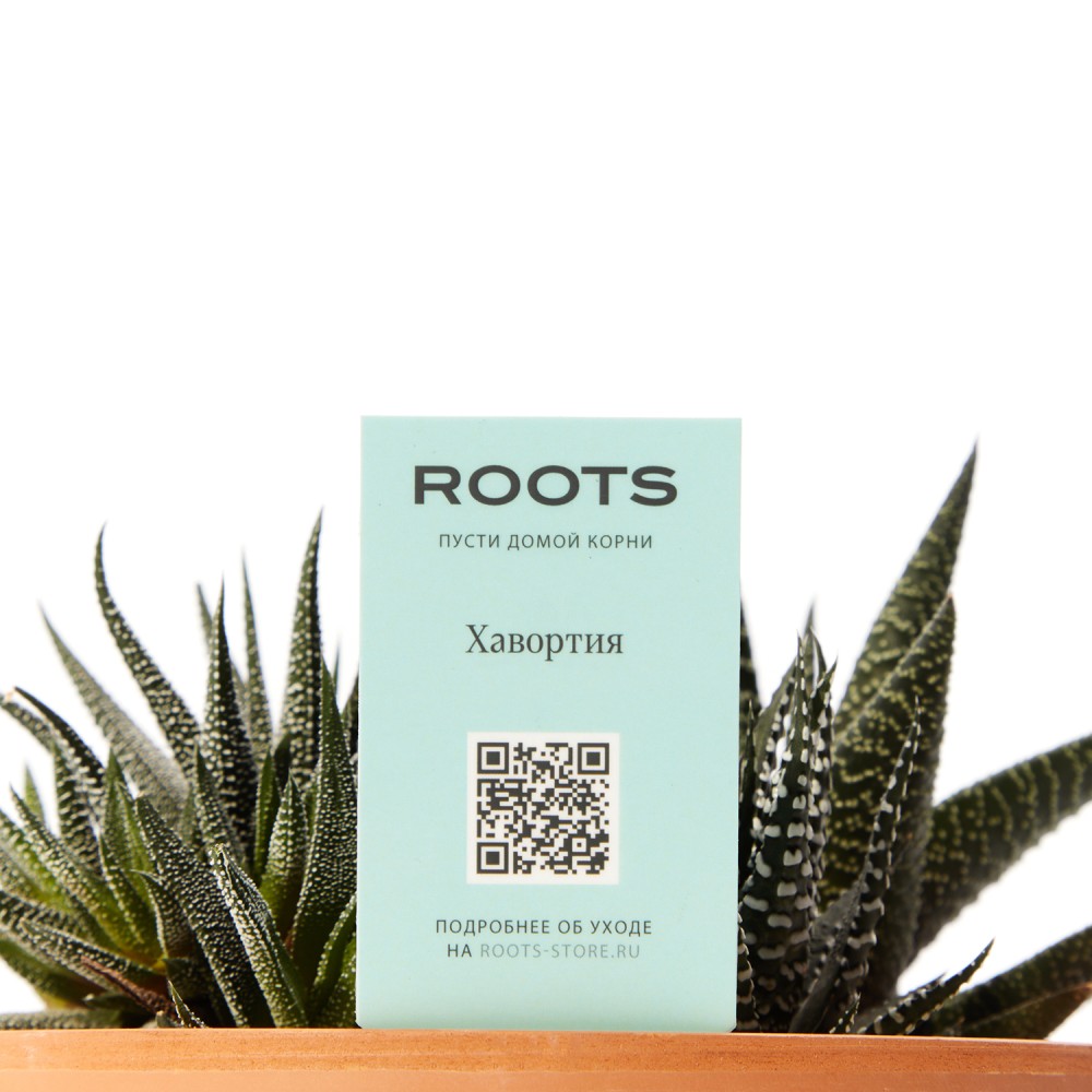 Хавортия Хавортия