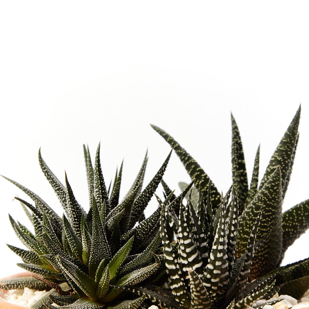 Хавортия Хавортия