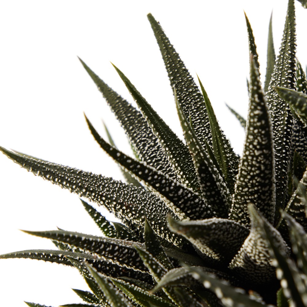 Хавортия Хавортия