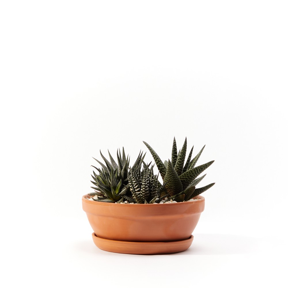 Хавортия Хавортия