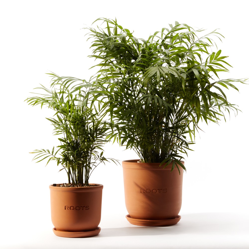 Хамедорея Хамедорея