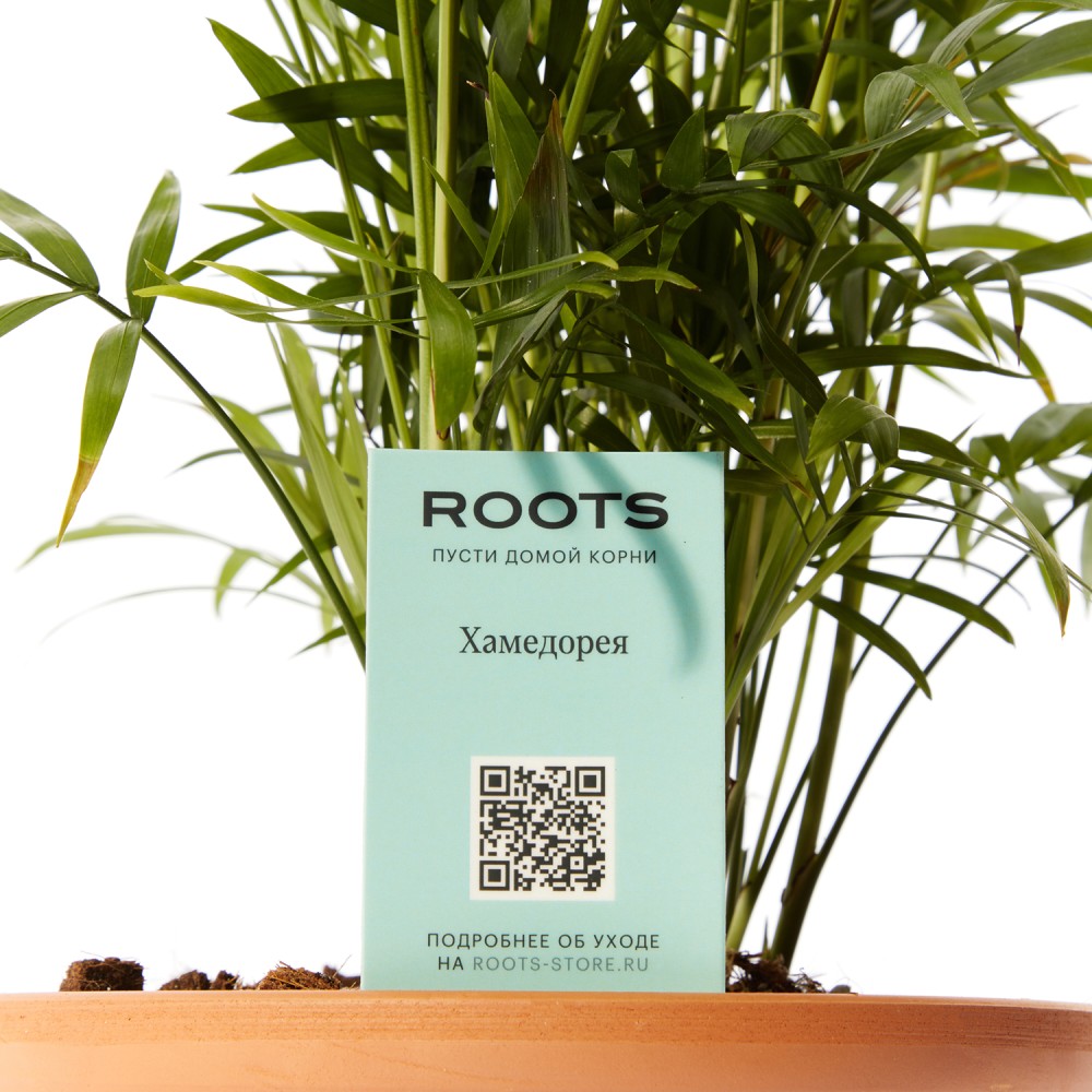 Хамедорея Хамедорея