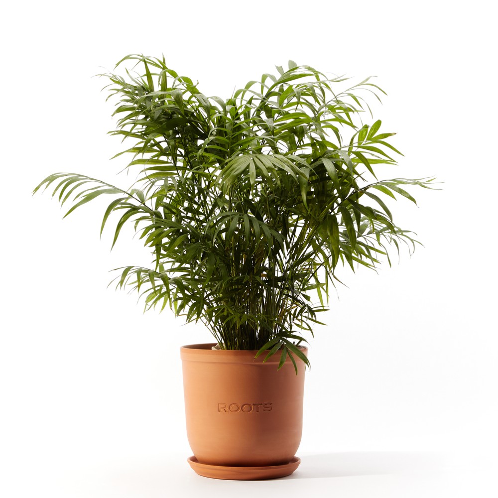 Хамедорея Хамедорея