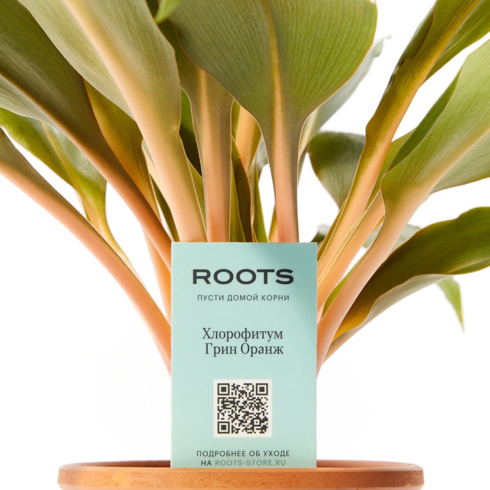 Хлорофитум Грин Оранж Хлорофитум Грин Оранж