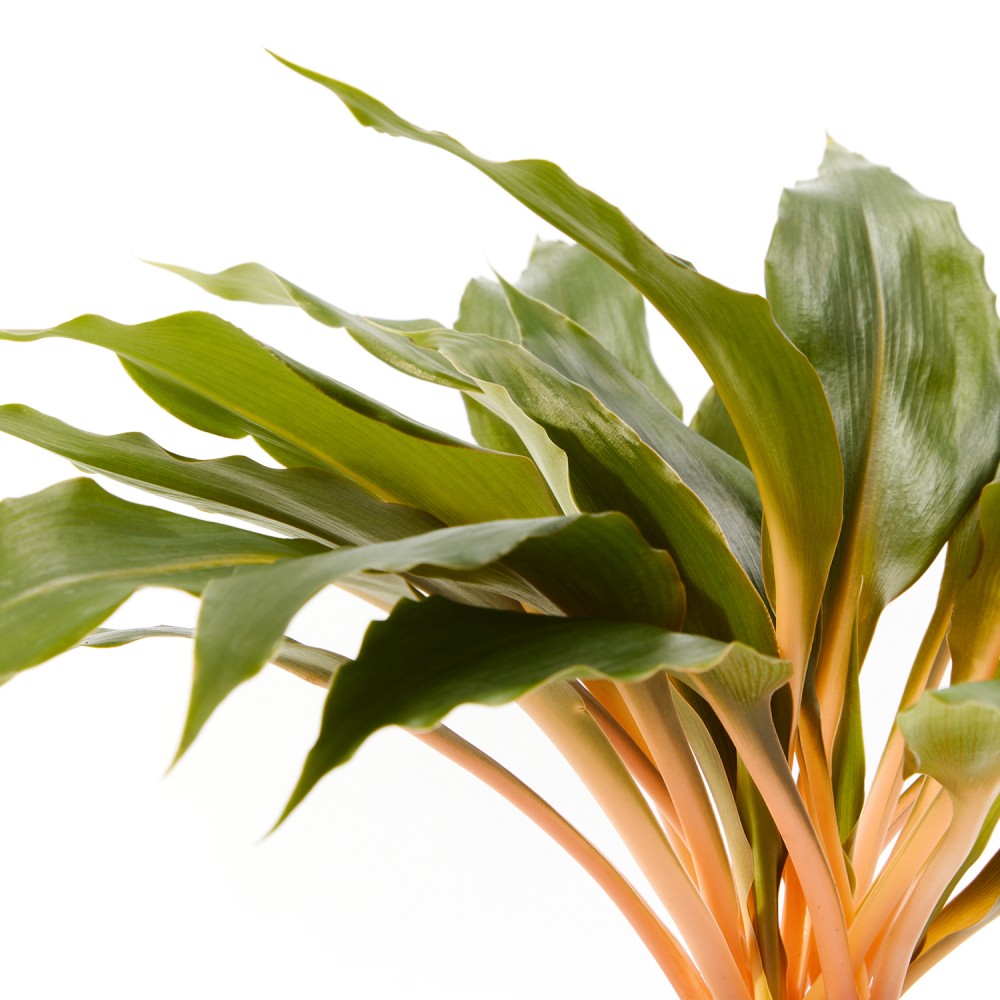 Хлорофитум Грин Оранж Хлорофитум Грин Оранж