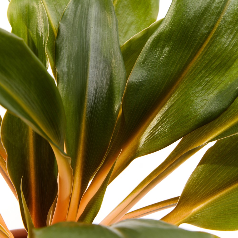 Хлорофитум Грин Оранж Хлорофитум Грин Оранж