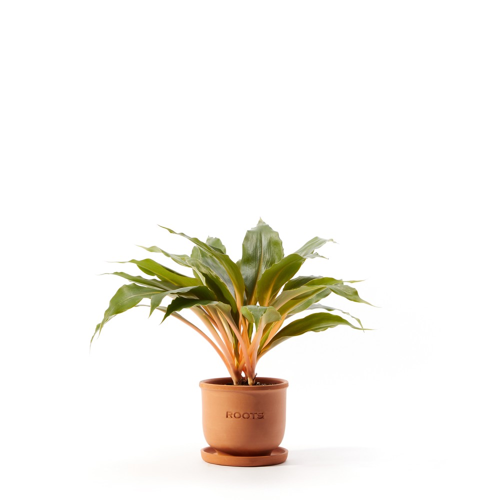 Хлорофитум Грин Оранж Хлорофитум Грин Оранж