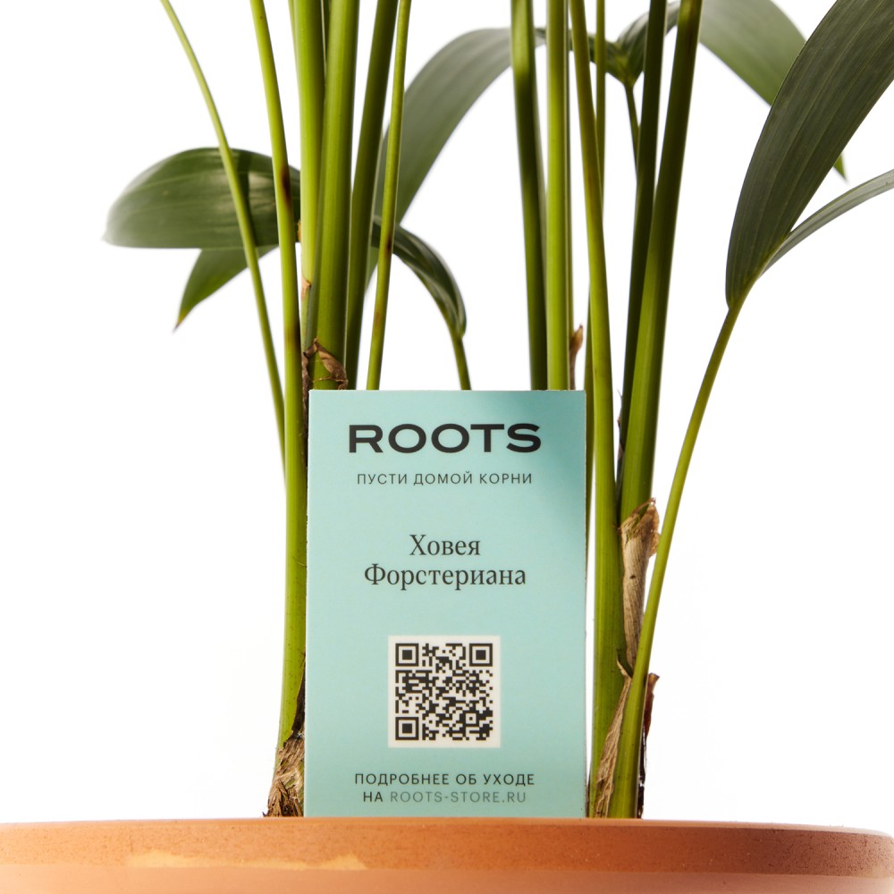 Ховея Форстериана Ховея Форстериана