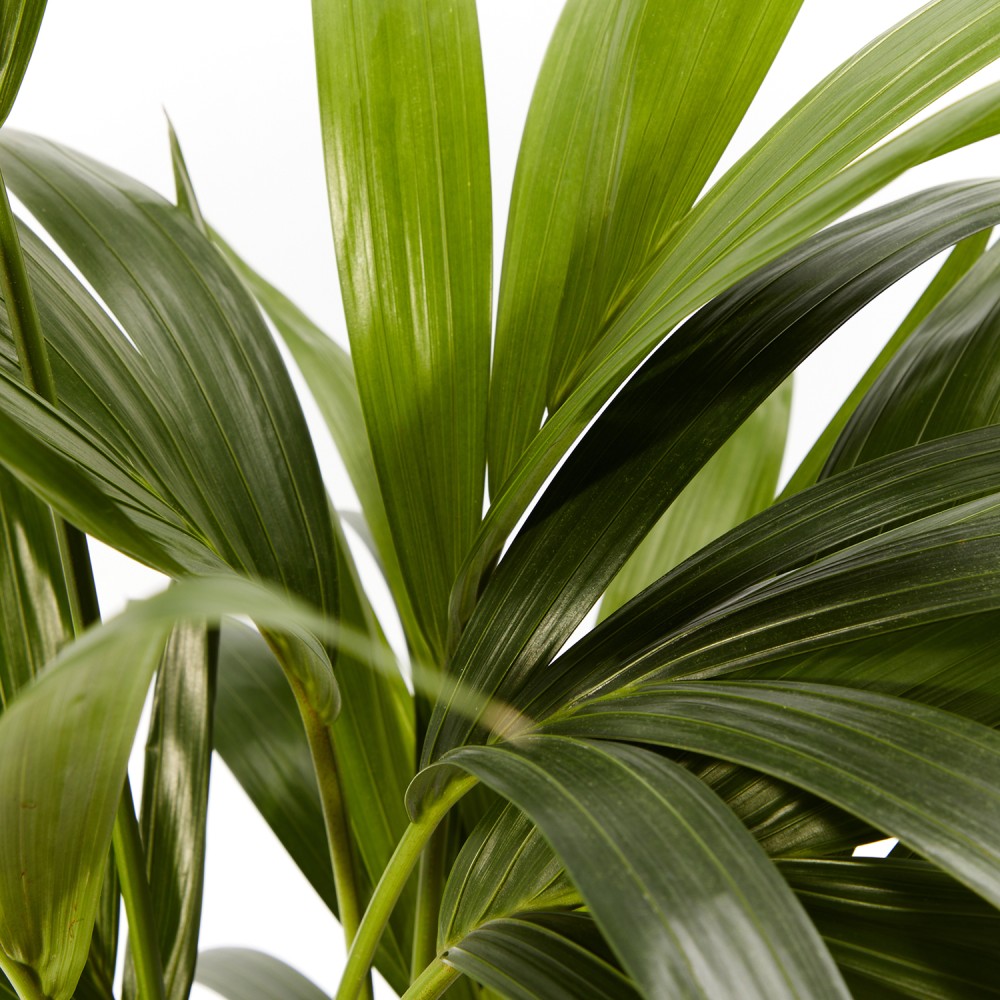 Ховея Форстериана Ховея Форстериана