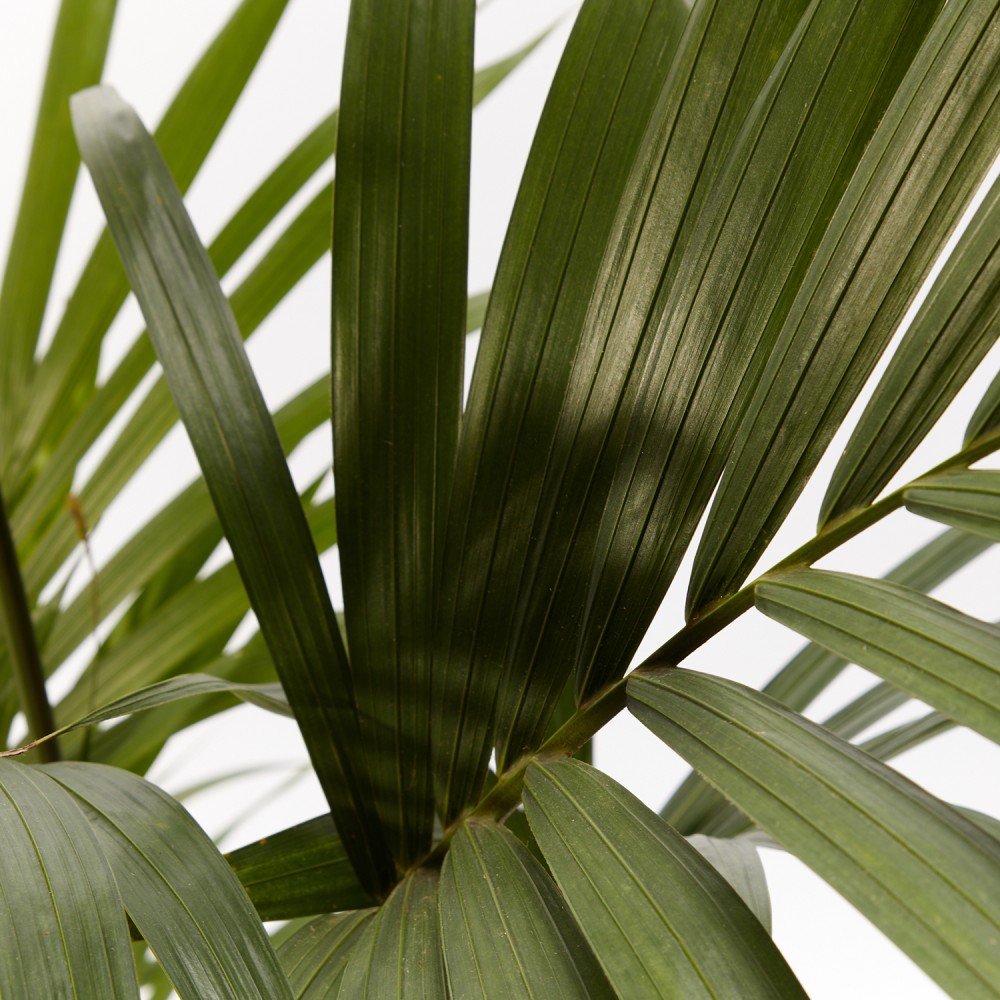 Ховея Форстериана Ховея Форстериана