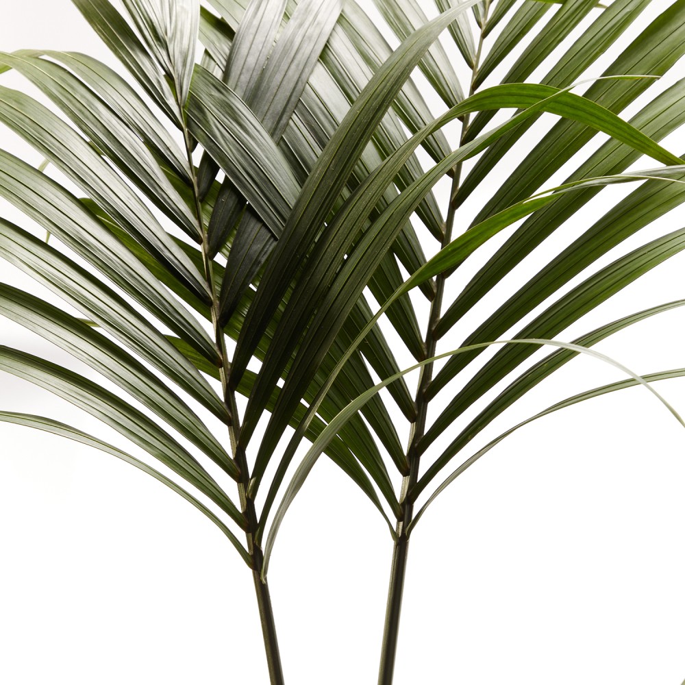 Ховея Форстериана Ховея Форстериана