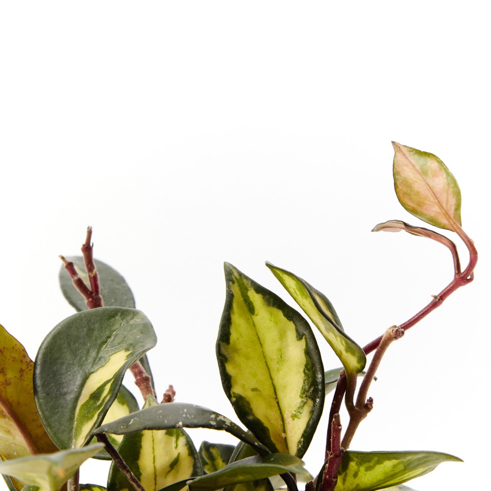 Хойя Триколор Хойя Триколор