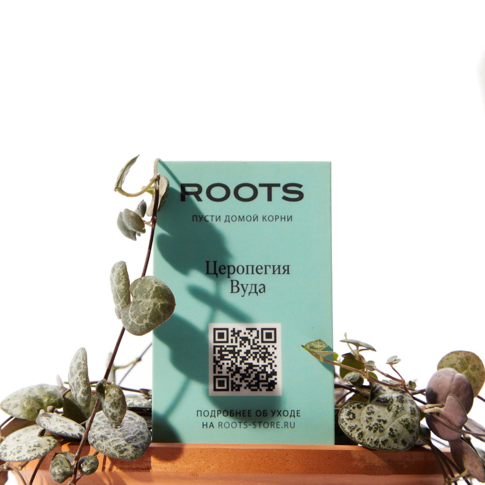 Церопегия Вуда