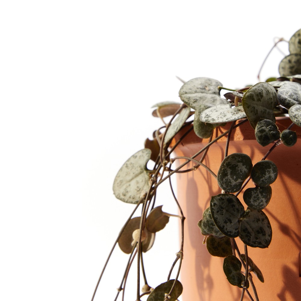 Церопегия Вуда